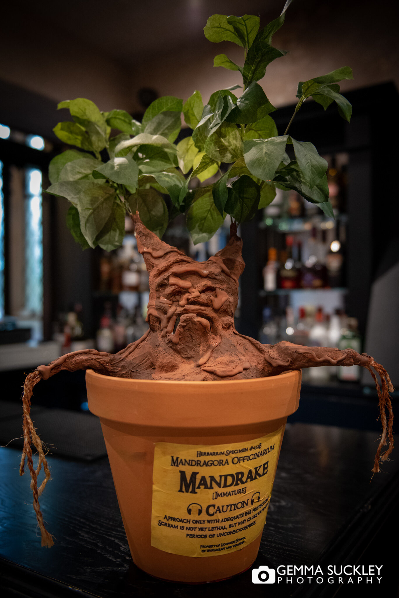 a mandrake at the priest house wedding