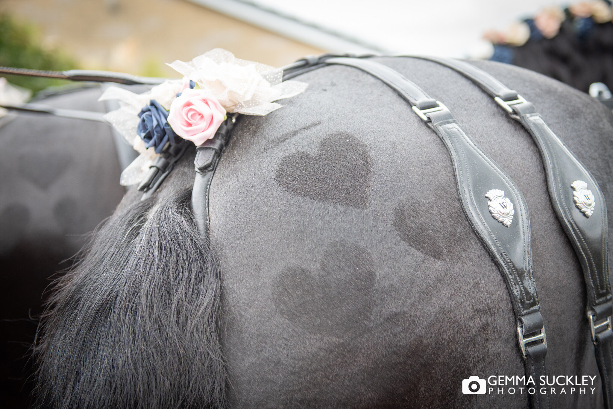 close up photo of a heart shape shaved into a horses hair