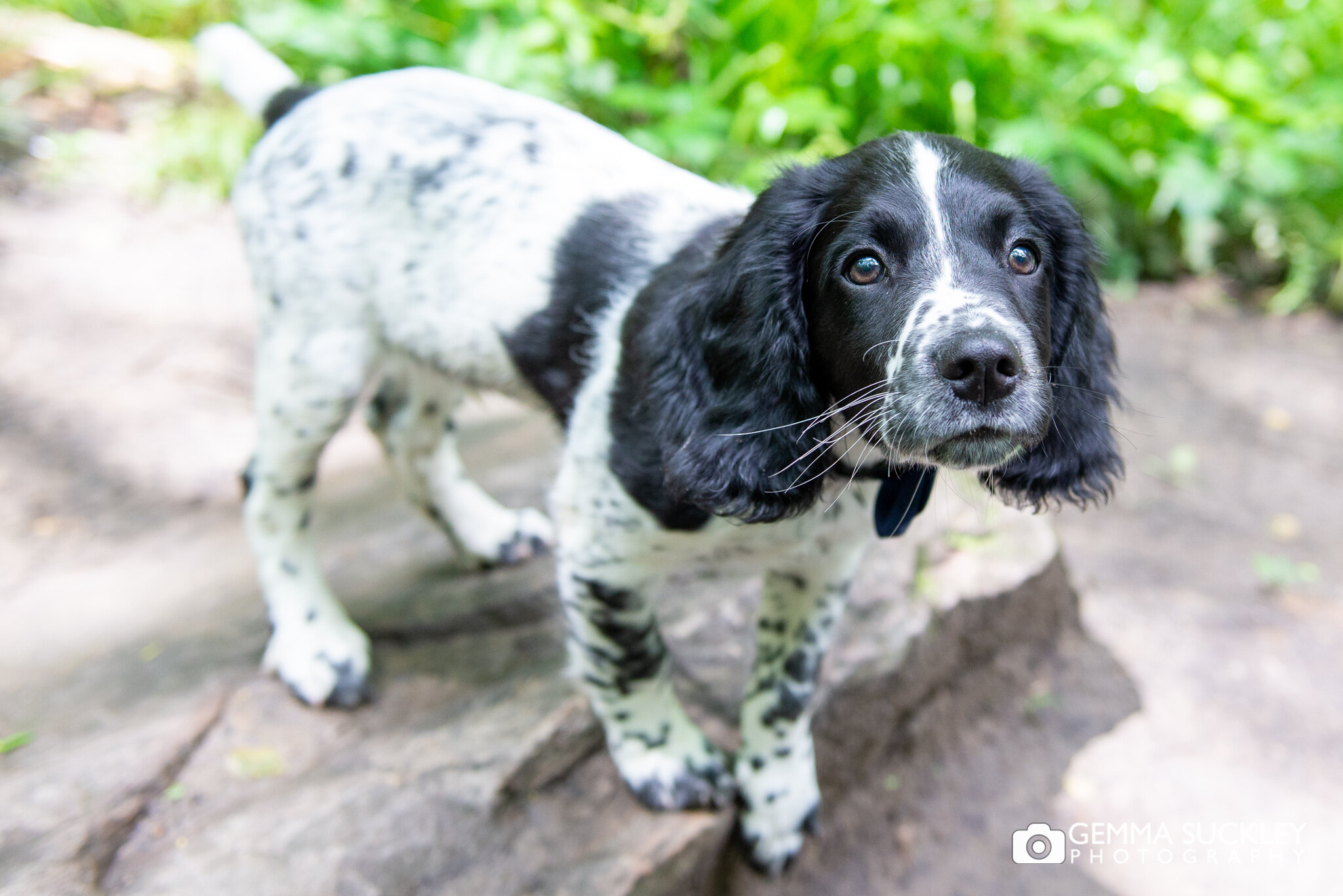 puppy photography of a springer spaniel