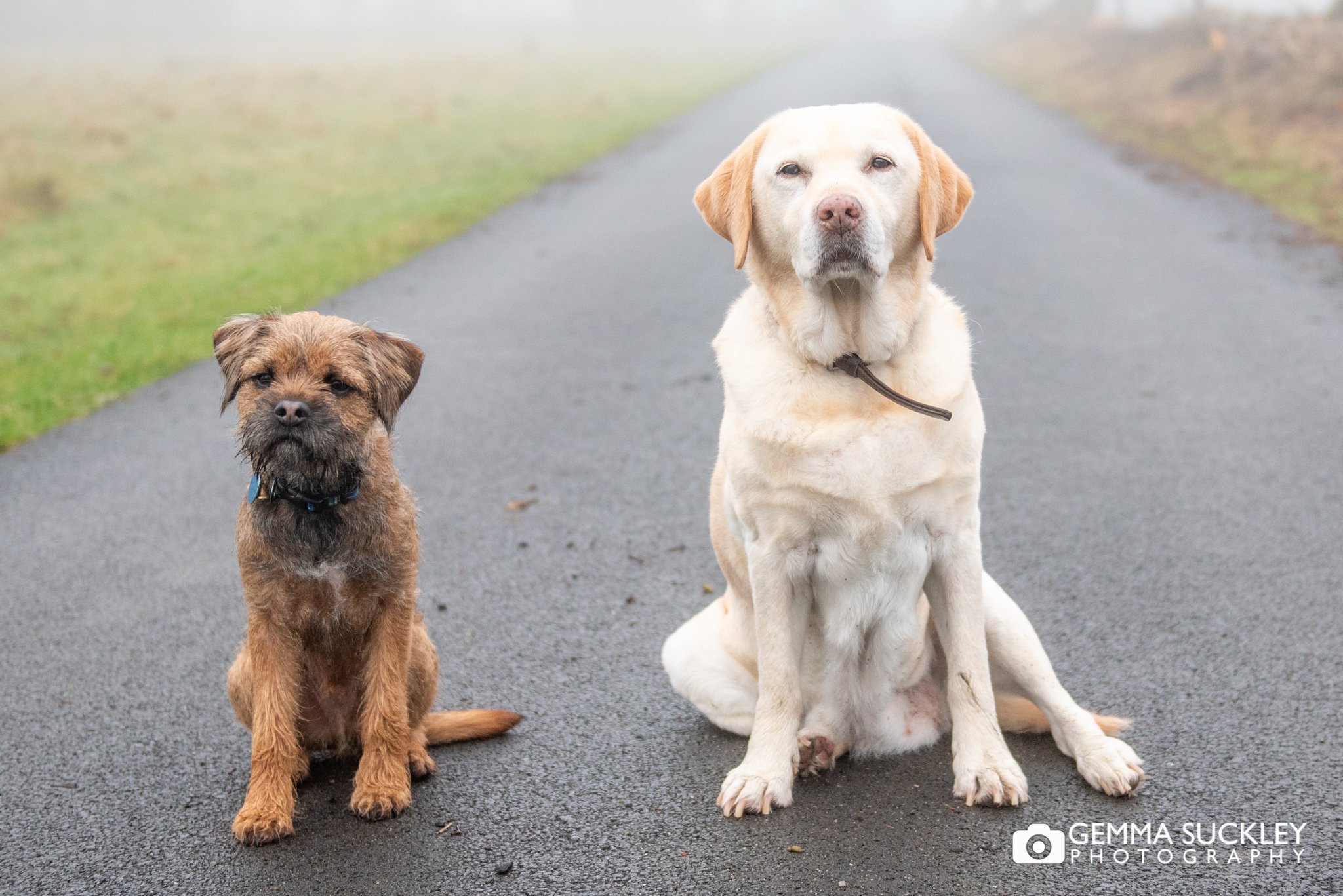 a border terrier and a Labrador sitting for a dog portrait photo 