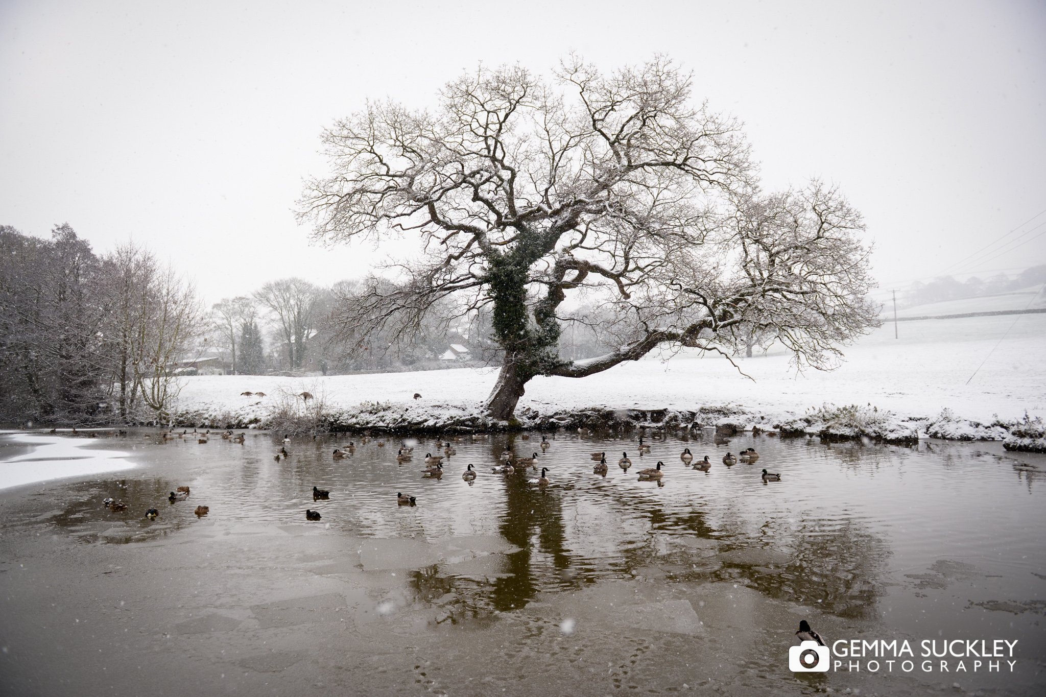a frozen tree on skipton canal