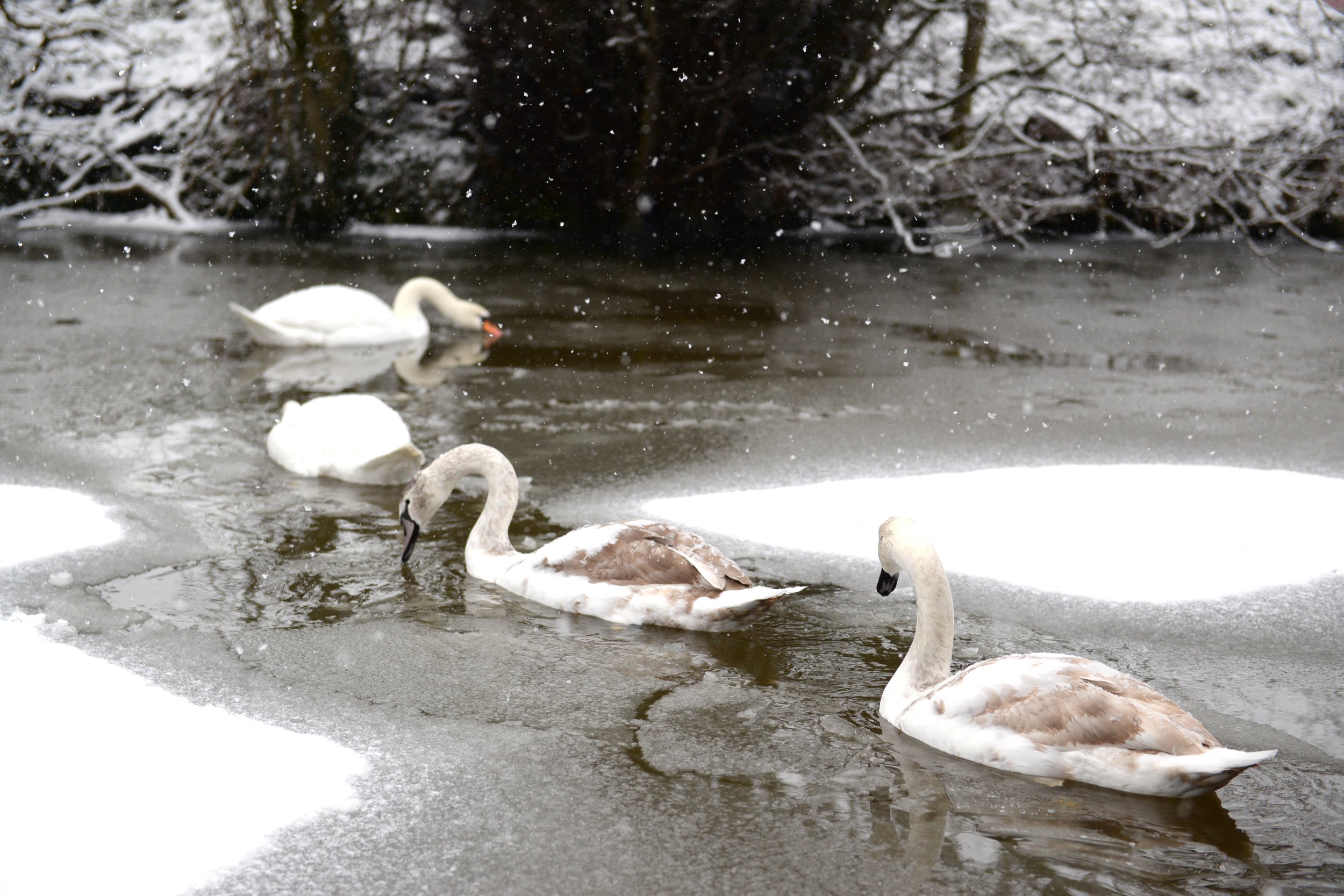 swans on the snowy canal at skipton