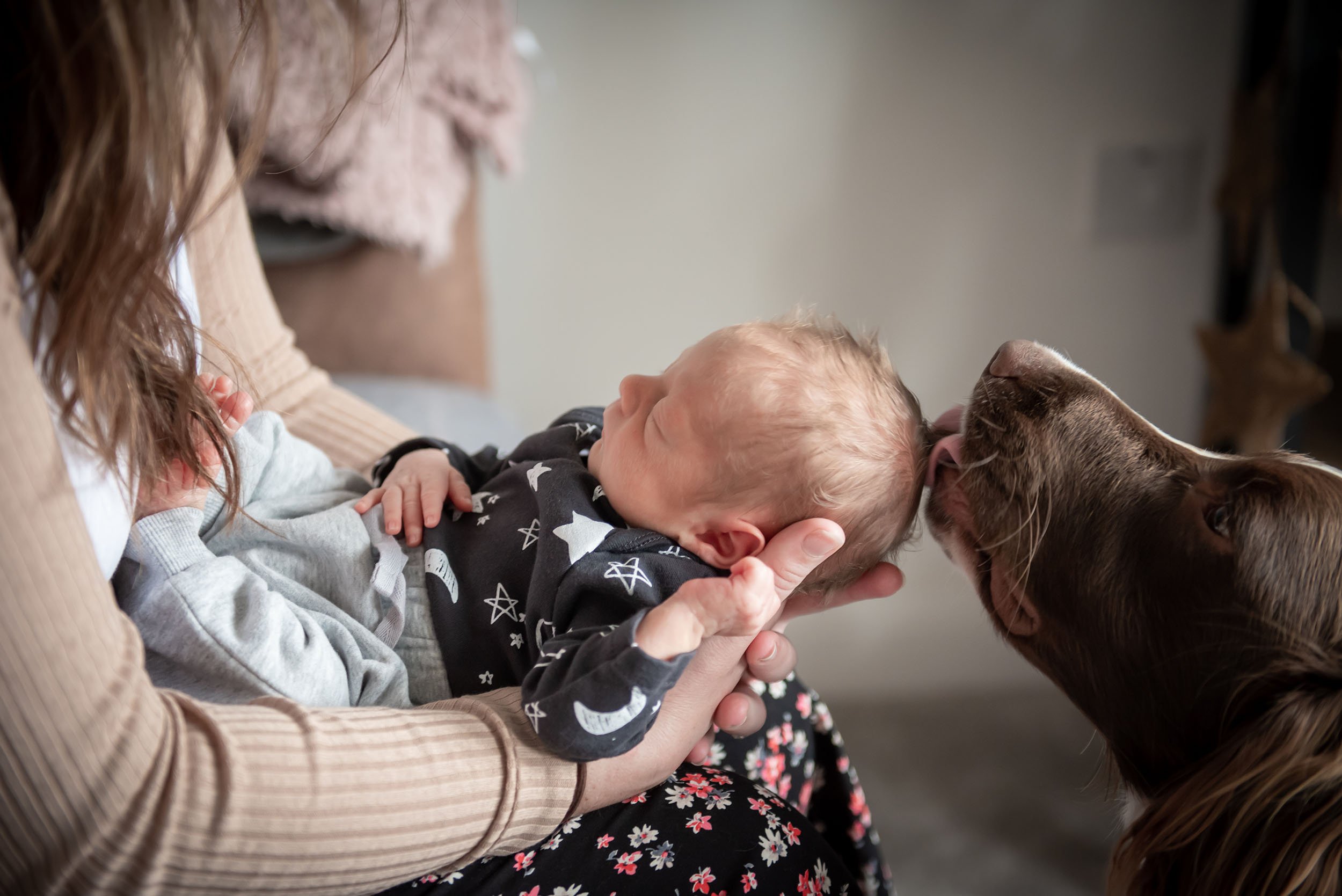 a mum holding her newborn baby and a cocker spaniel licking the baby's head