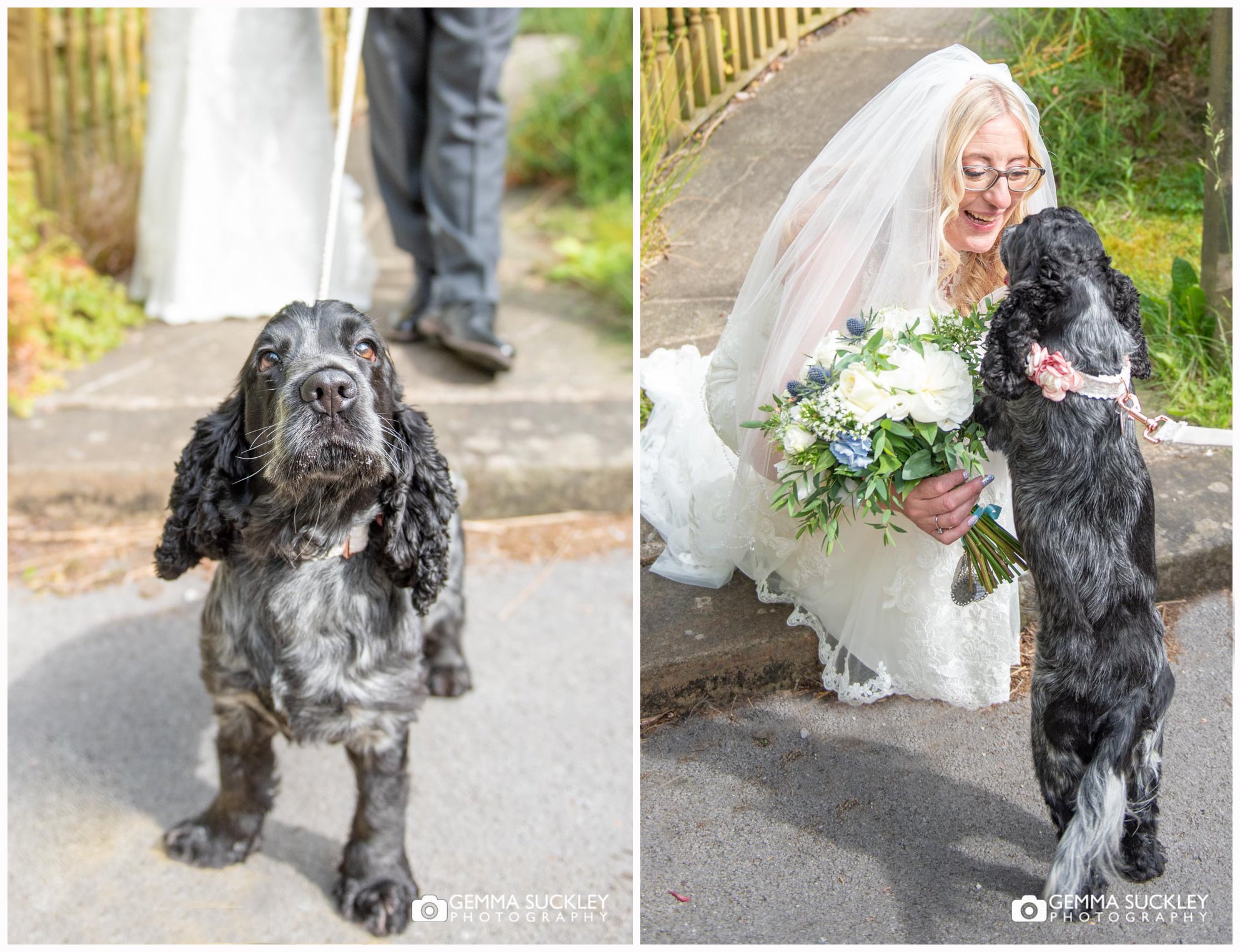 wedding-photography-with-dogs.jpg