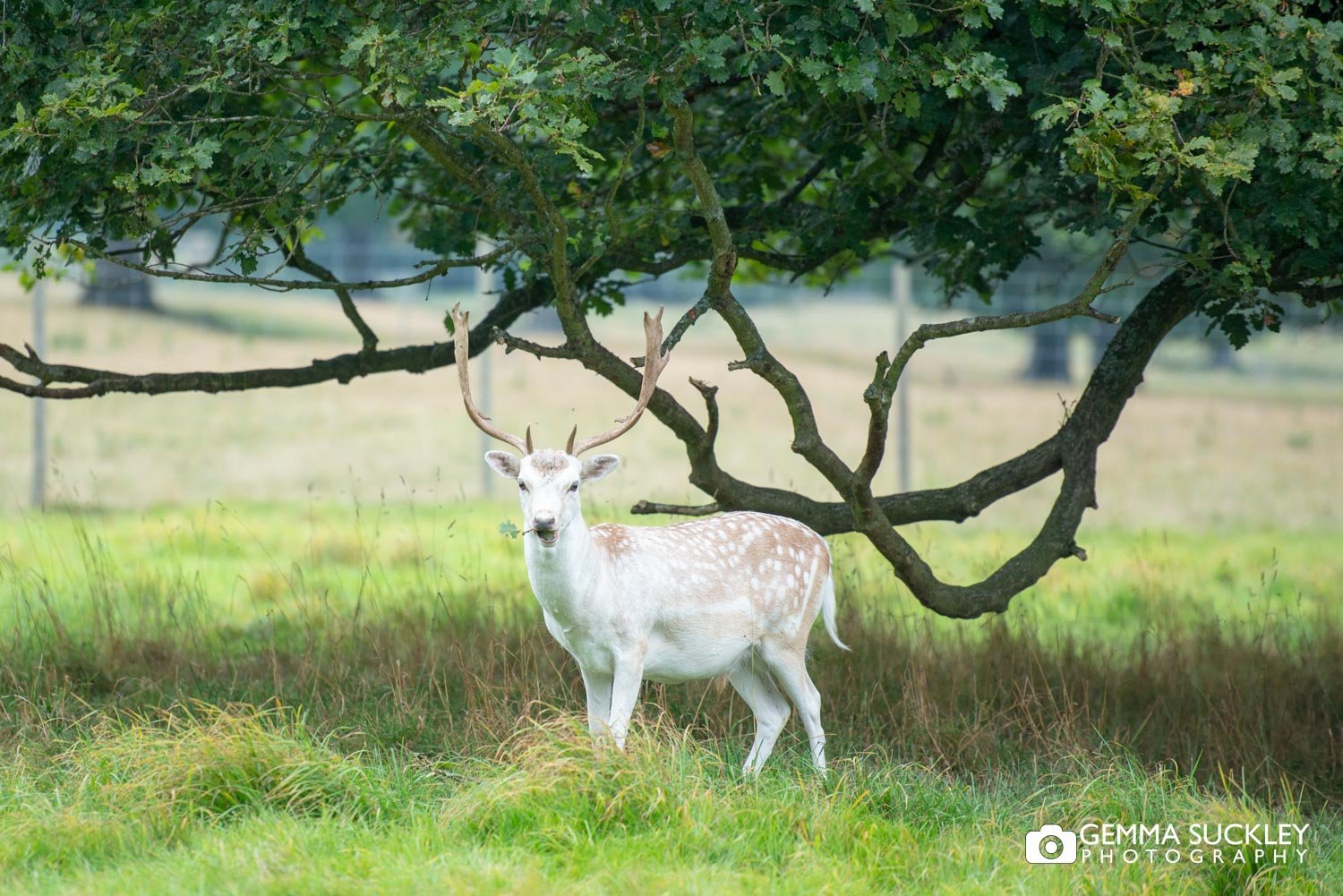 a deer on swinton park estate