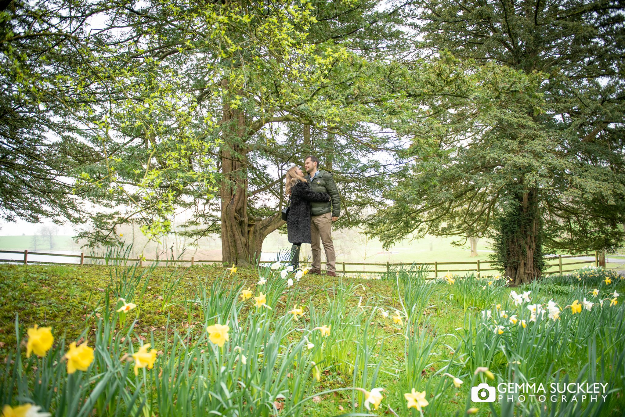 engaged couple hugging sounded by daffodils at coniston hotel lake