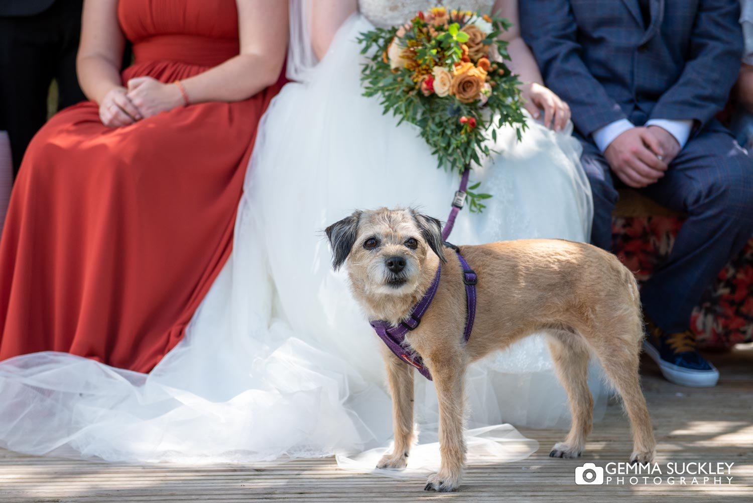 a border terrier at a brides feet