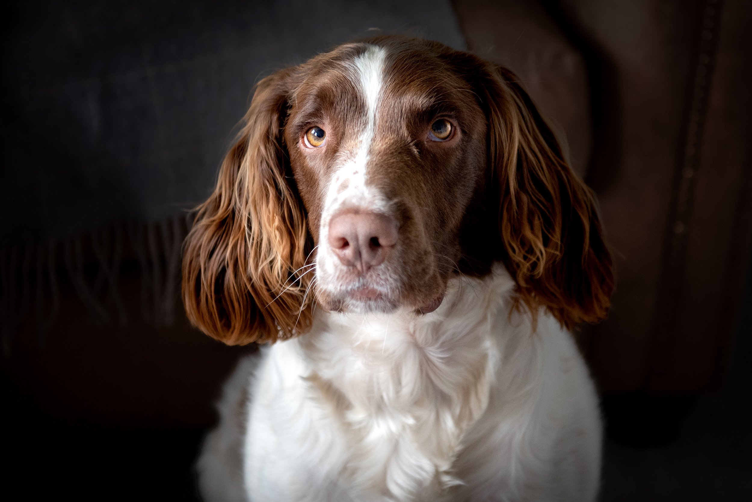 skipton-dog-portrait-photography.jpg