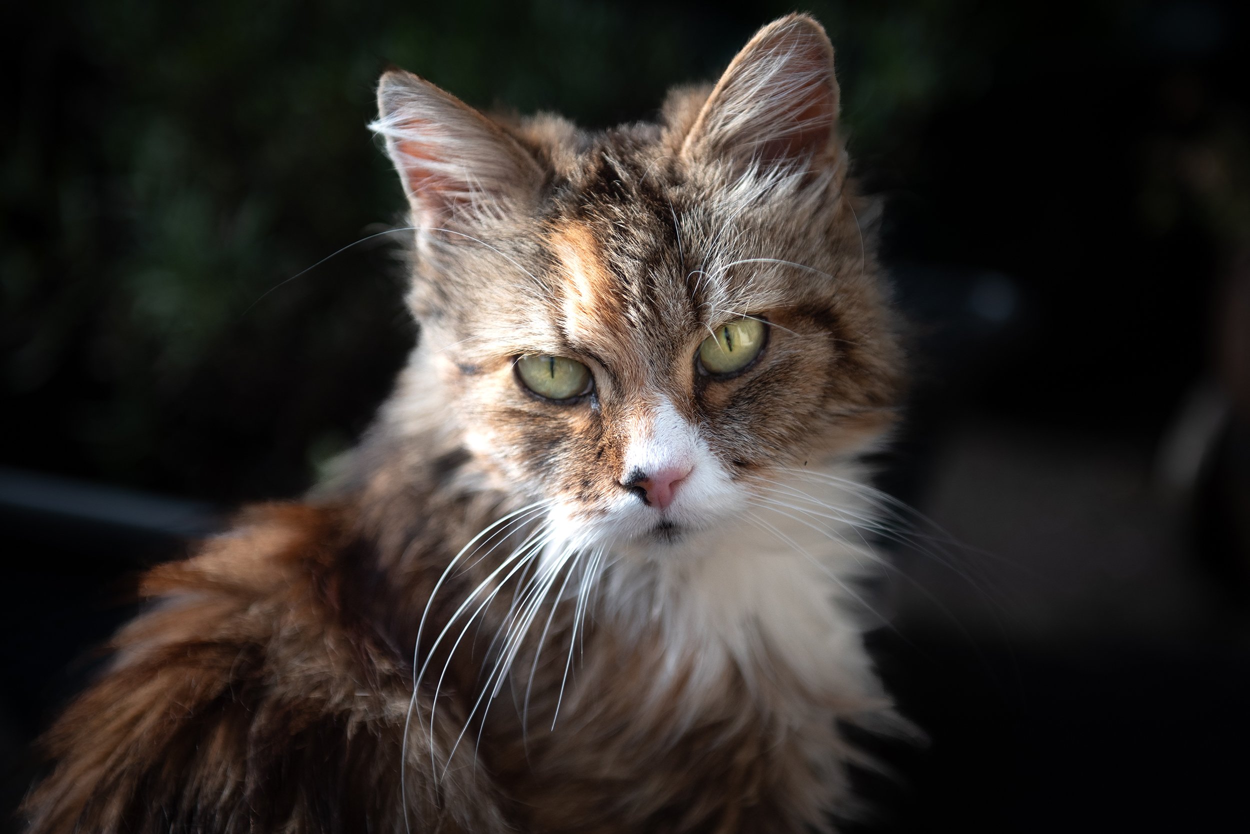 cat-portrait-photography.jpg