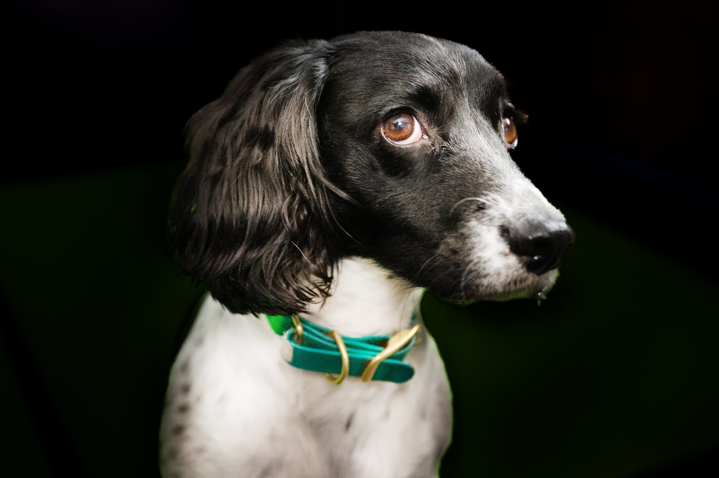 dog-portraits-north-yorkshire.jpg