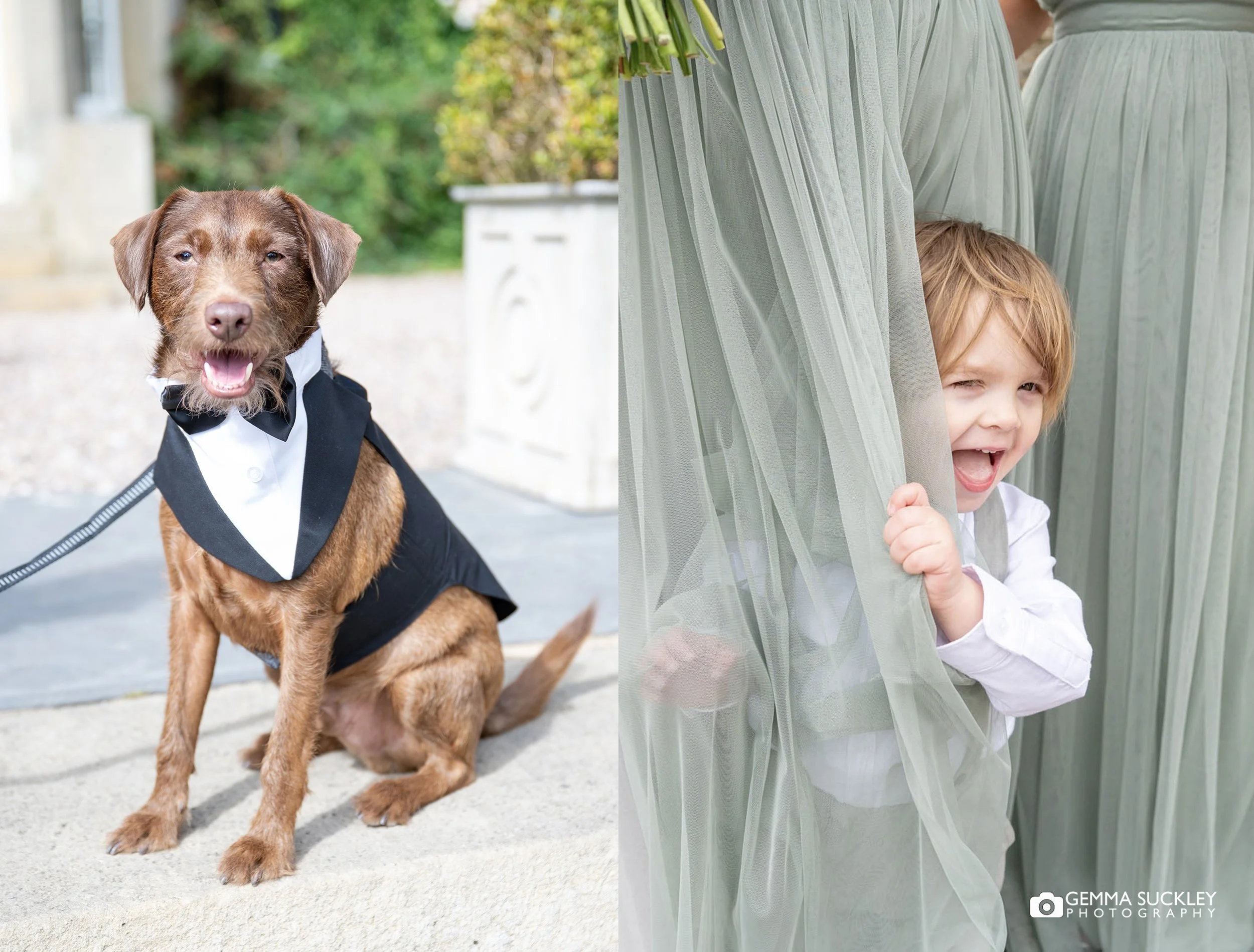 a dog dressed in a tux and a baby hiding behind the bridesmaid dress