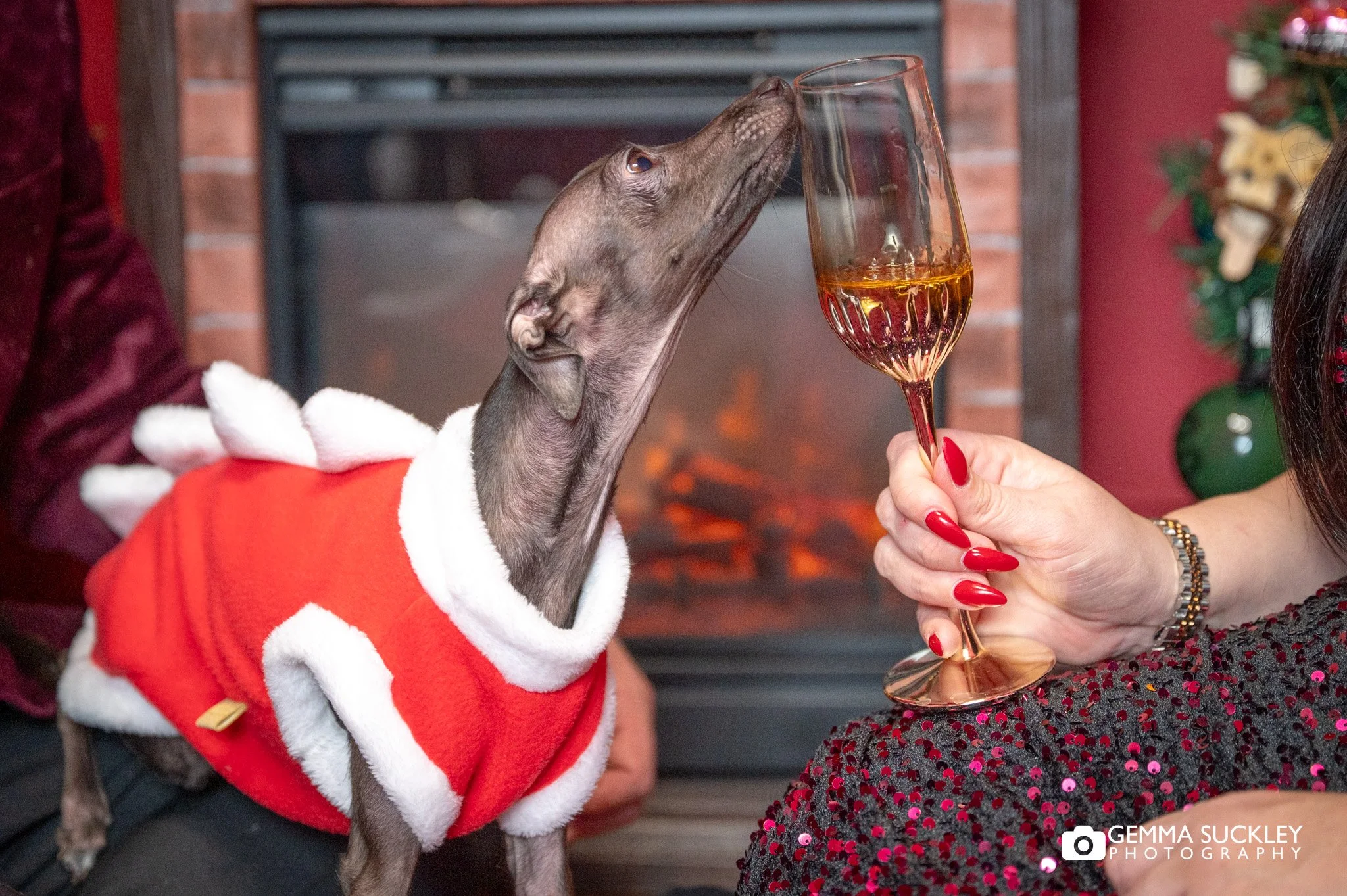 dog in a christmas jumper