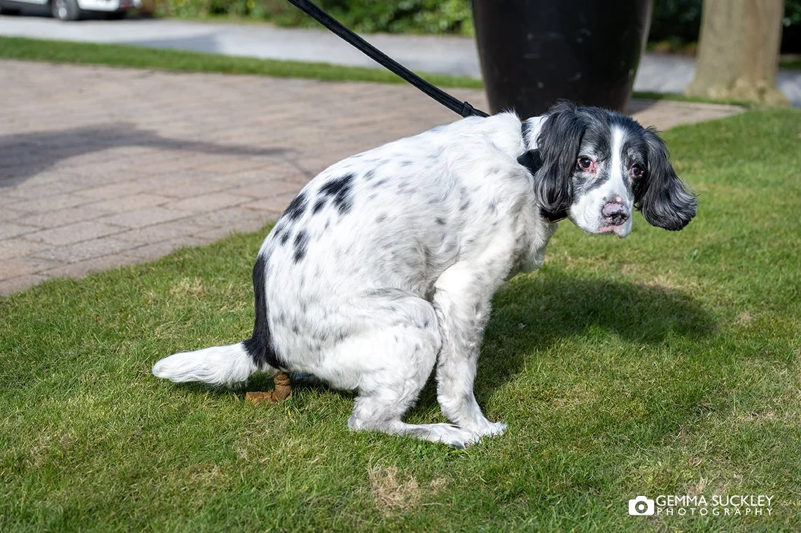 a dog pooing at a wedding