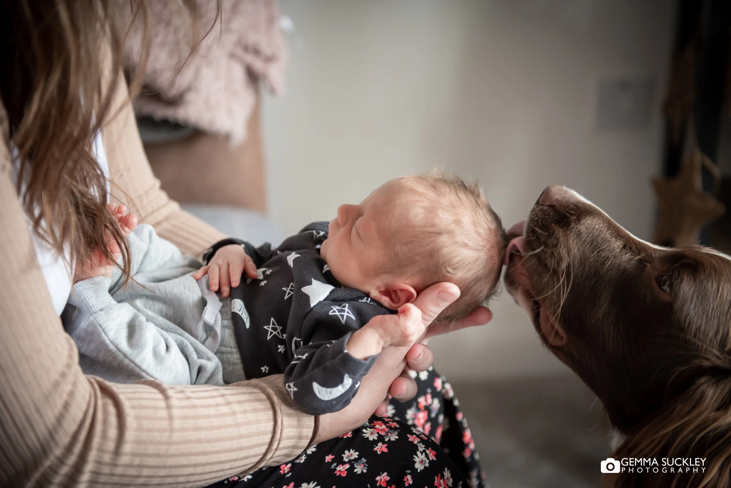 a dog gently licking a newborn baby's head