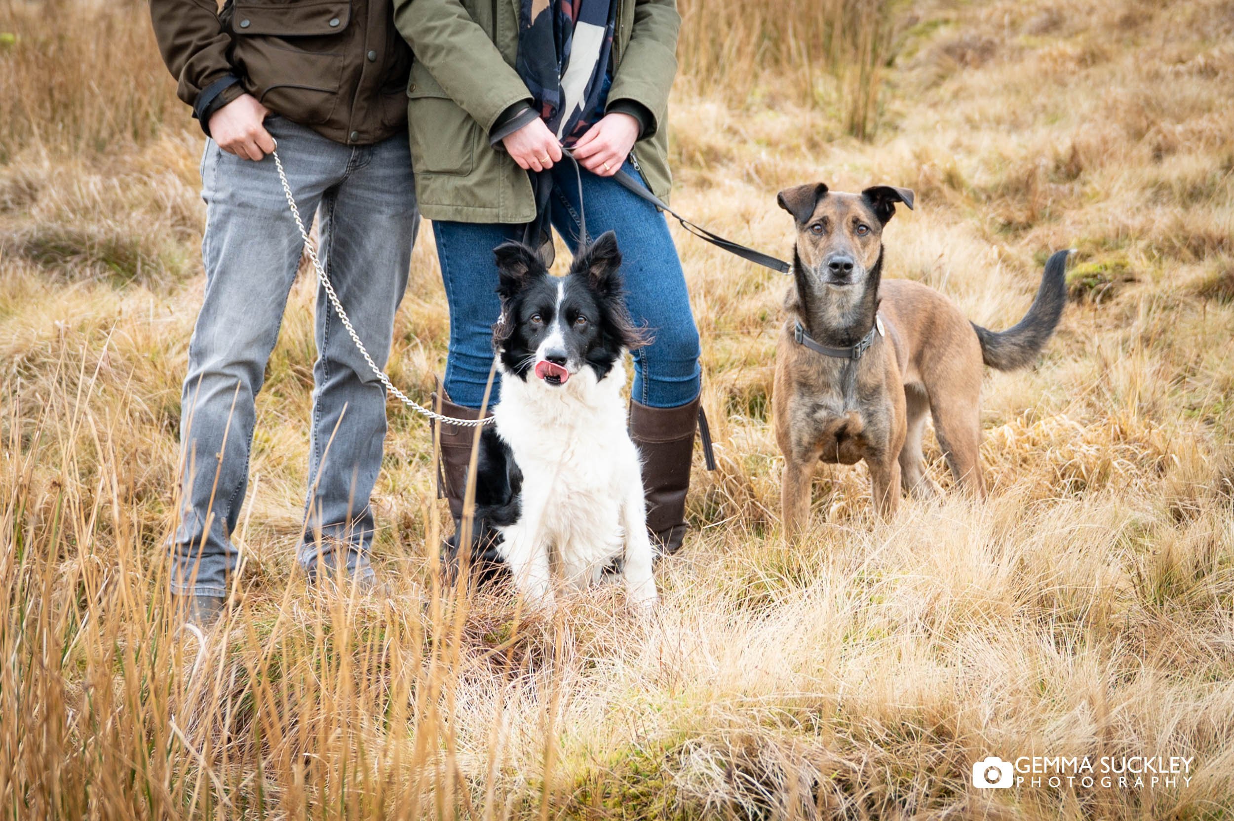 dog portrait at ribblehead viaduct yorkshire dales