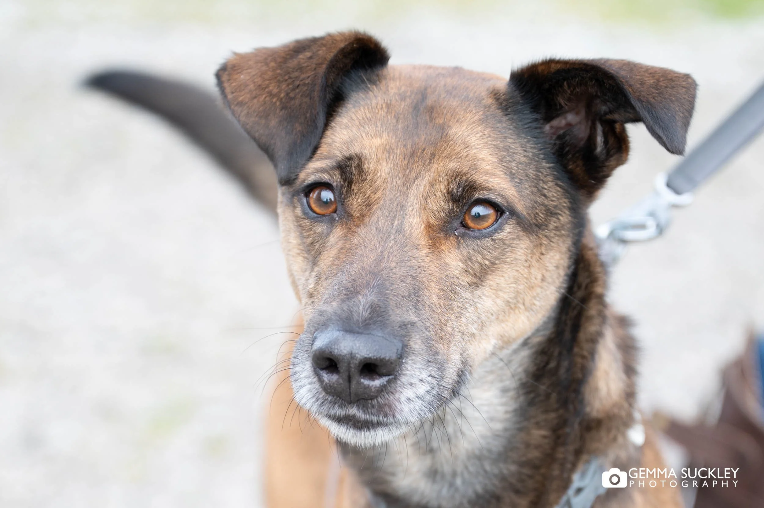 dog portrait at ribblehead viaduct