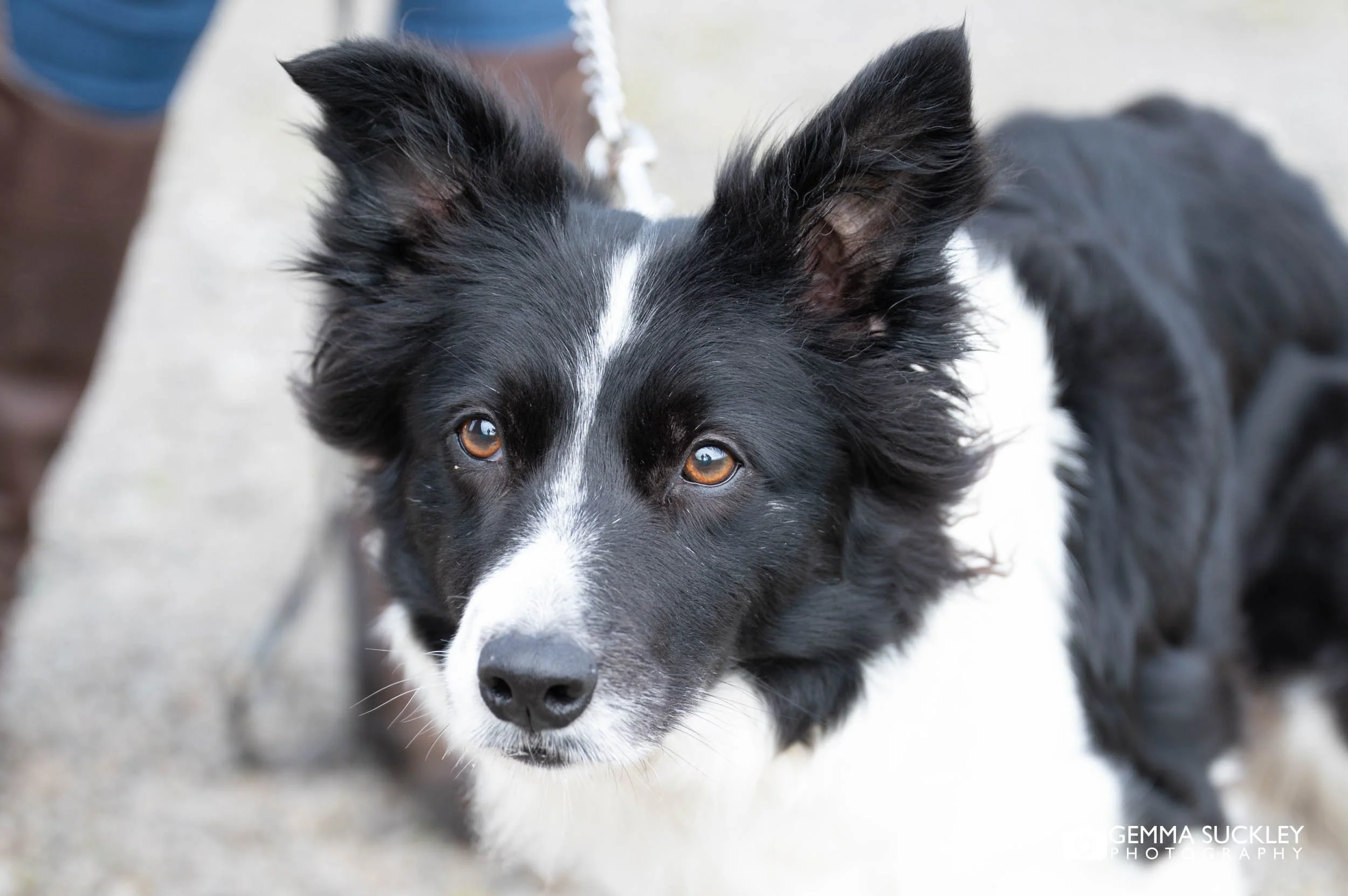 dog sitting near ribblehead viaduct in the yorkshire dales