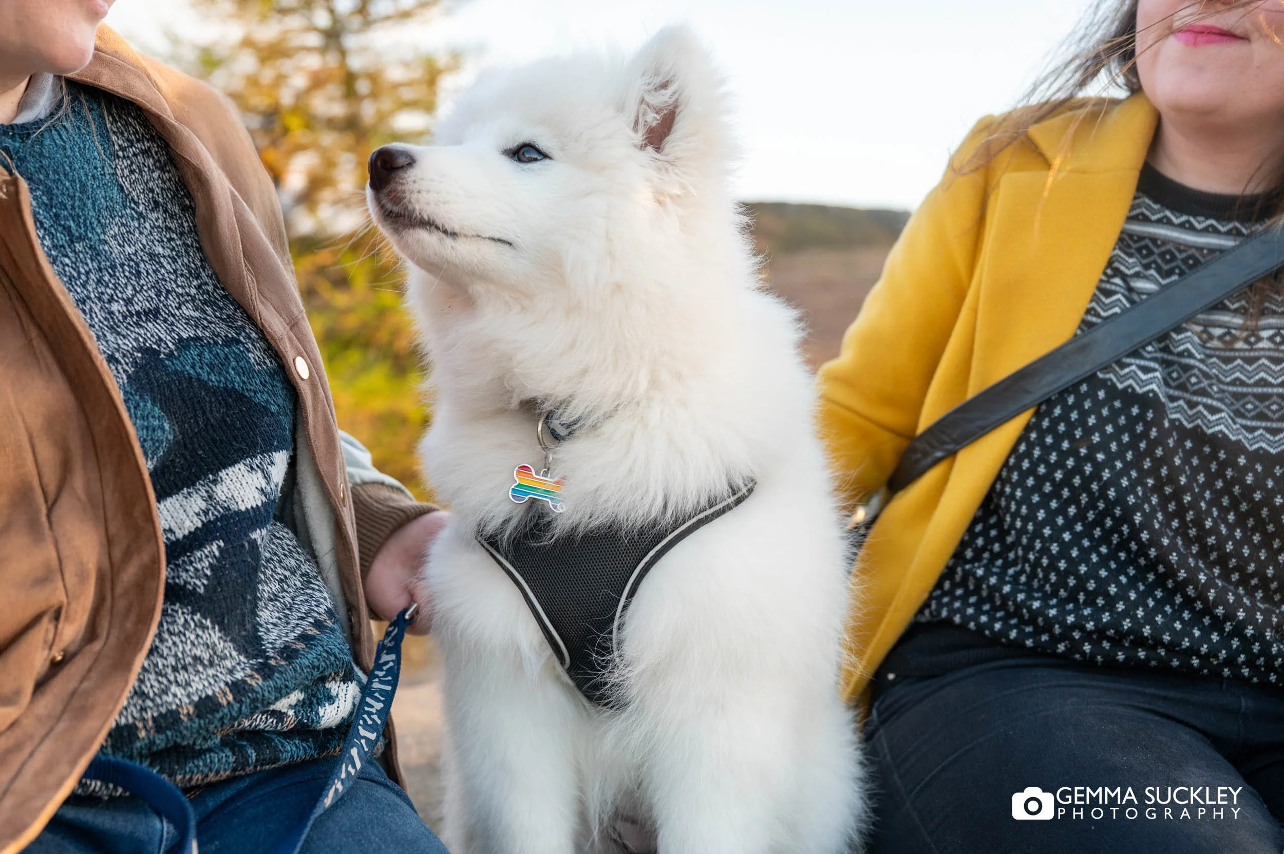puppy wearing a pride collar