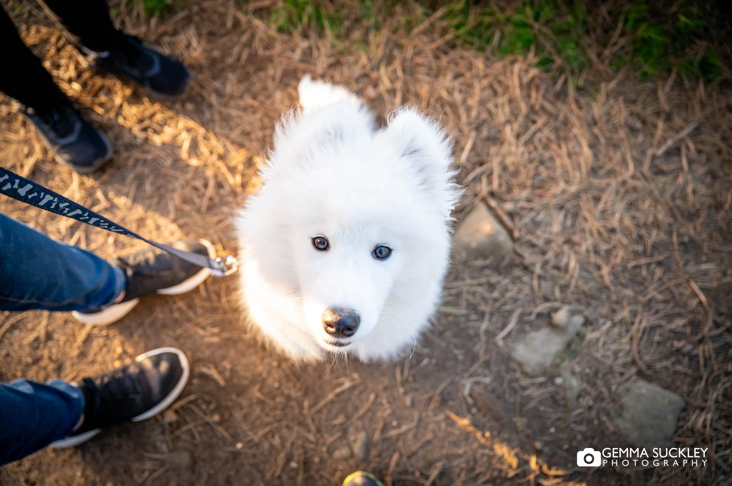 puppy during a couples engagement photo shoot