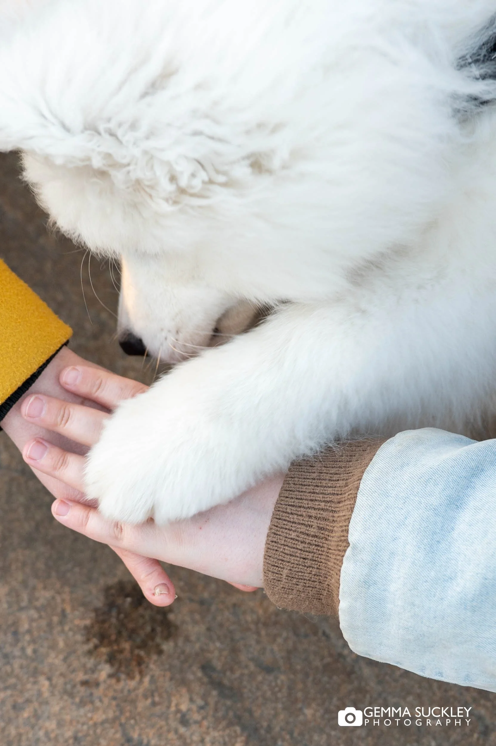 puppy pawing his mums hand on ilkley moor
