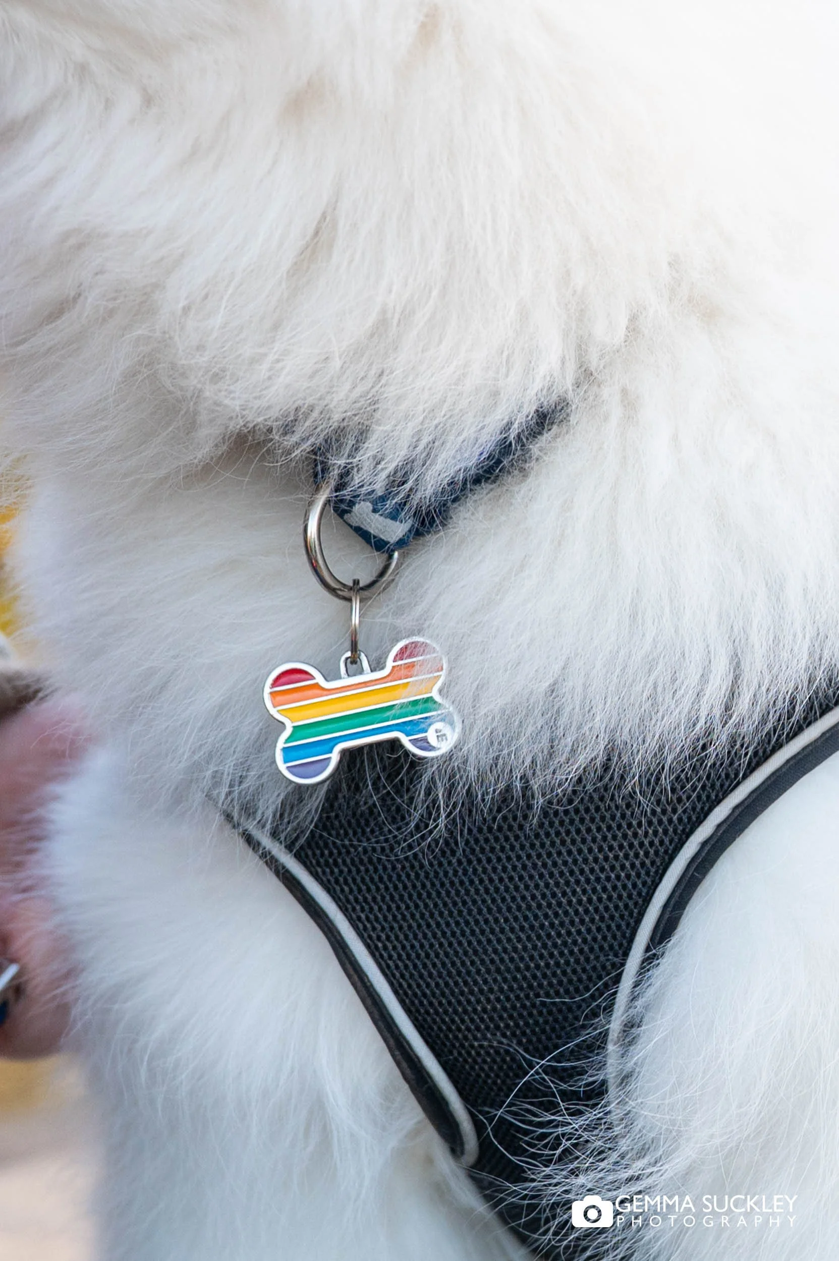 puppy pride collar 