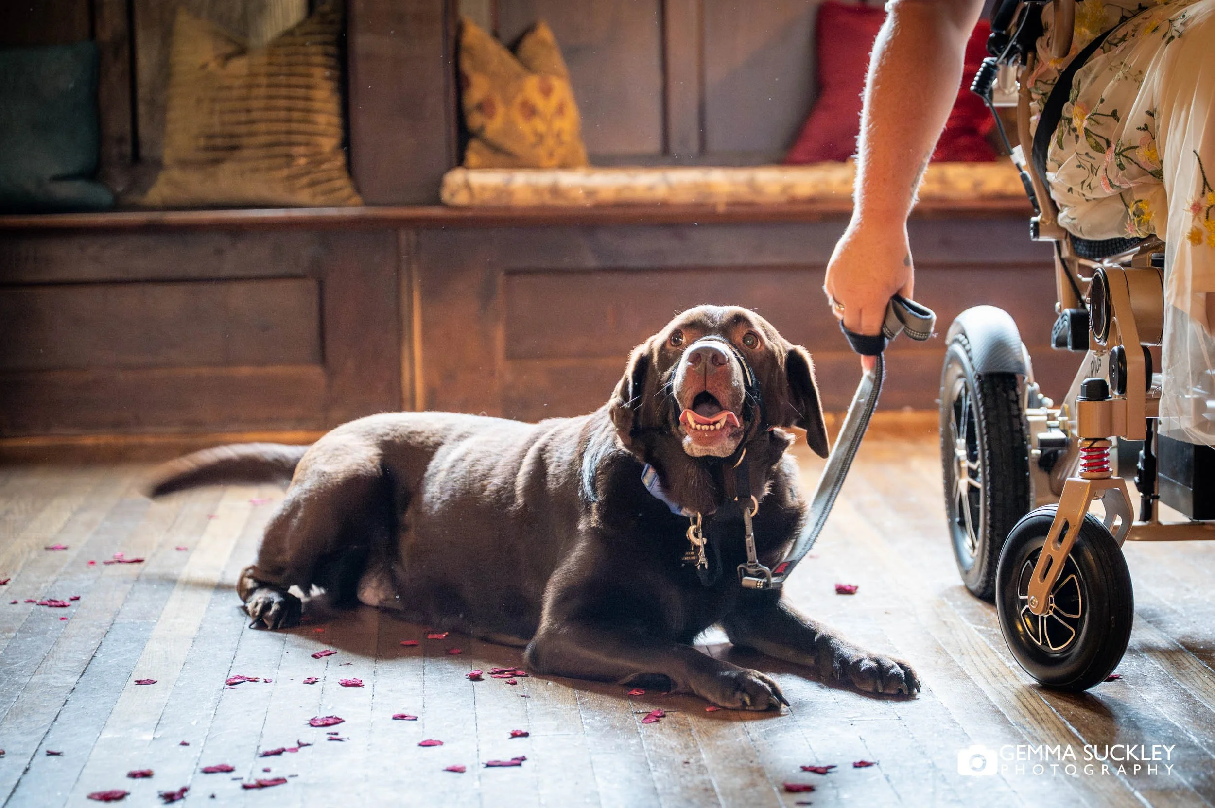 the couples dog watching during the ceremony at holdsworth house