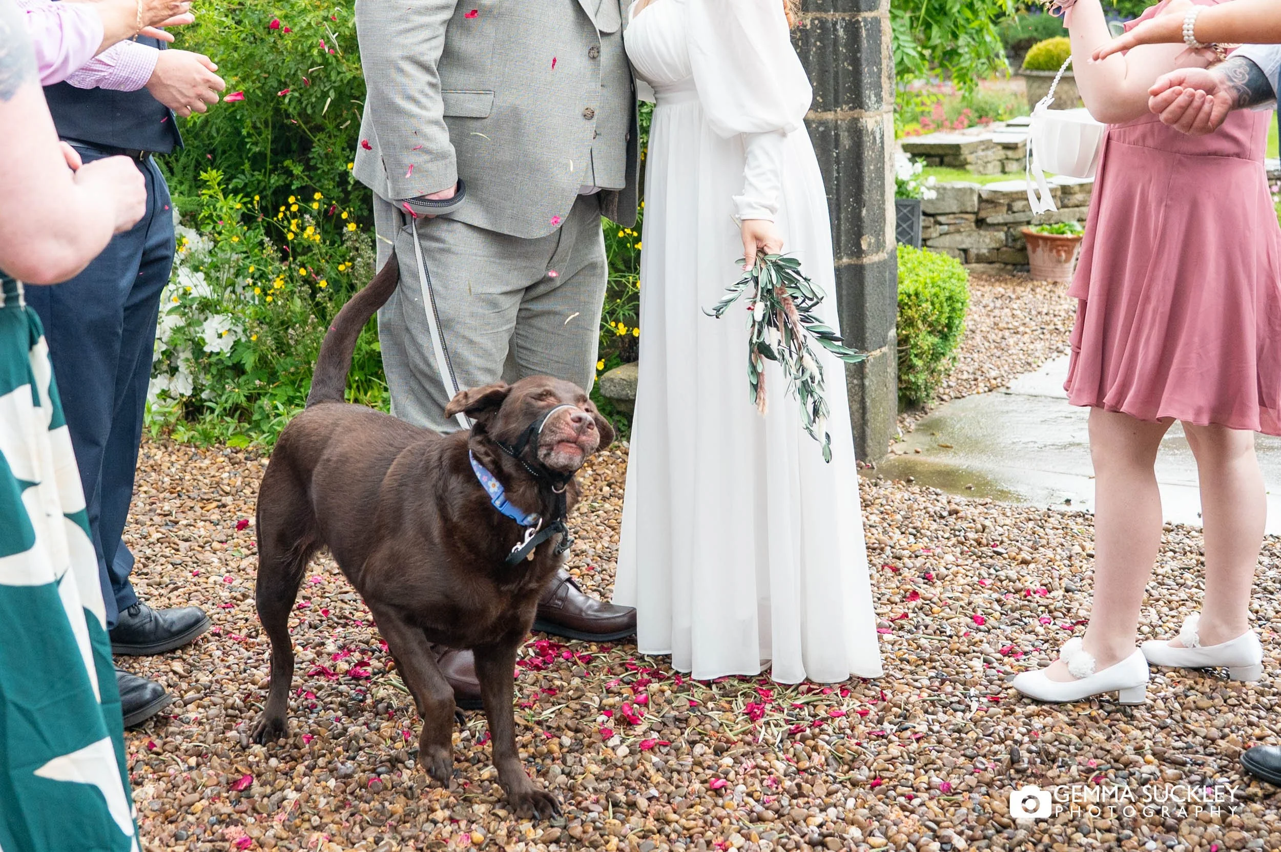 the couples dog reacting to the confetti being thrown