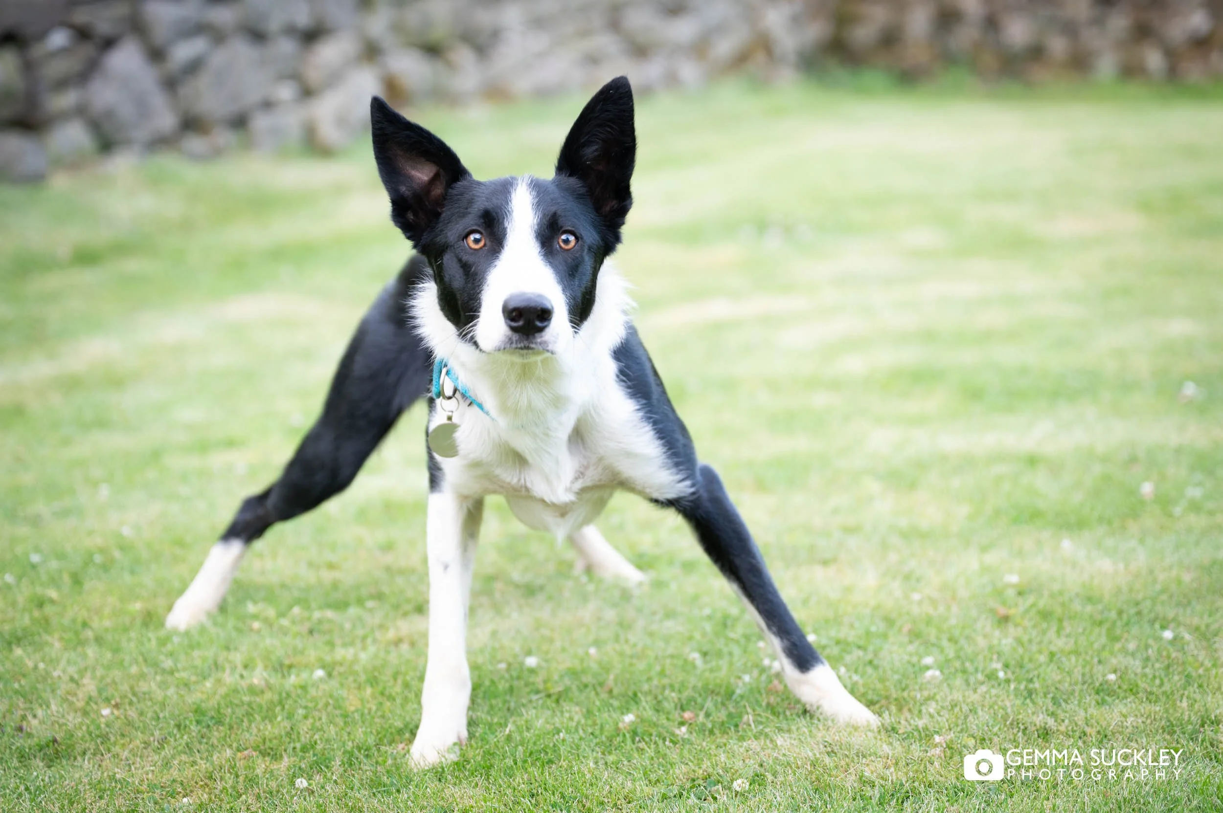 dog at the priests house