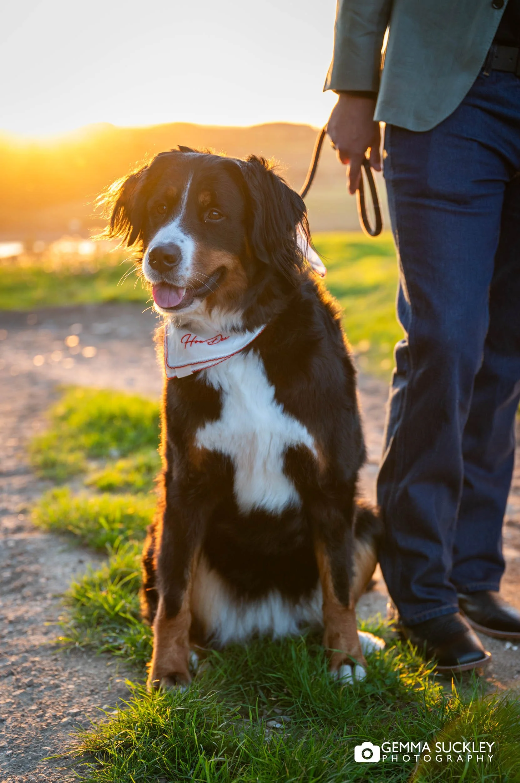 a close up portrait of a dog