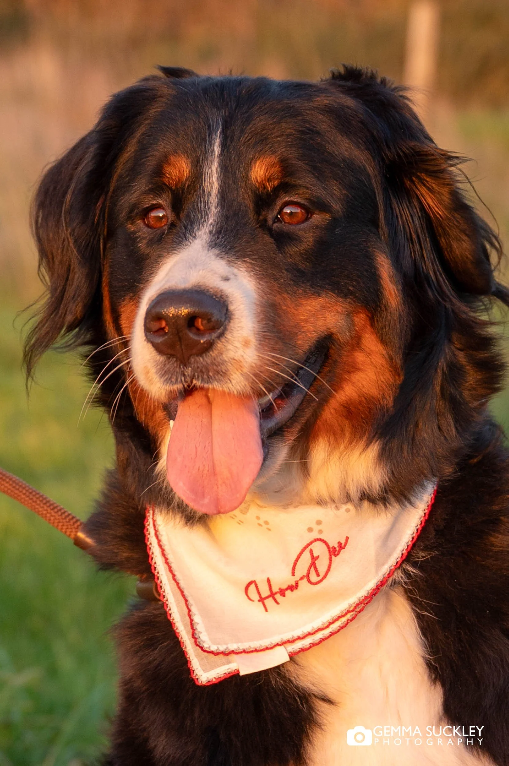 close up portrait of a dog