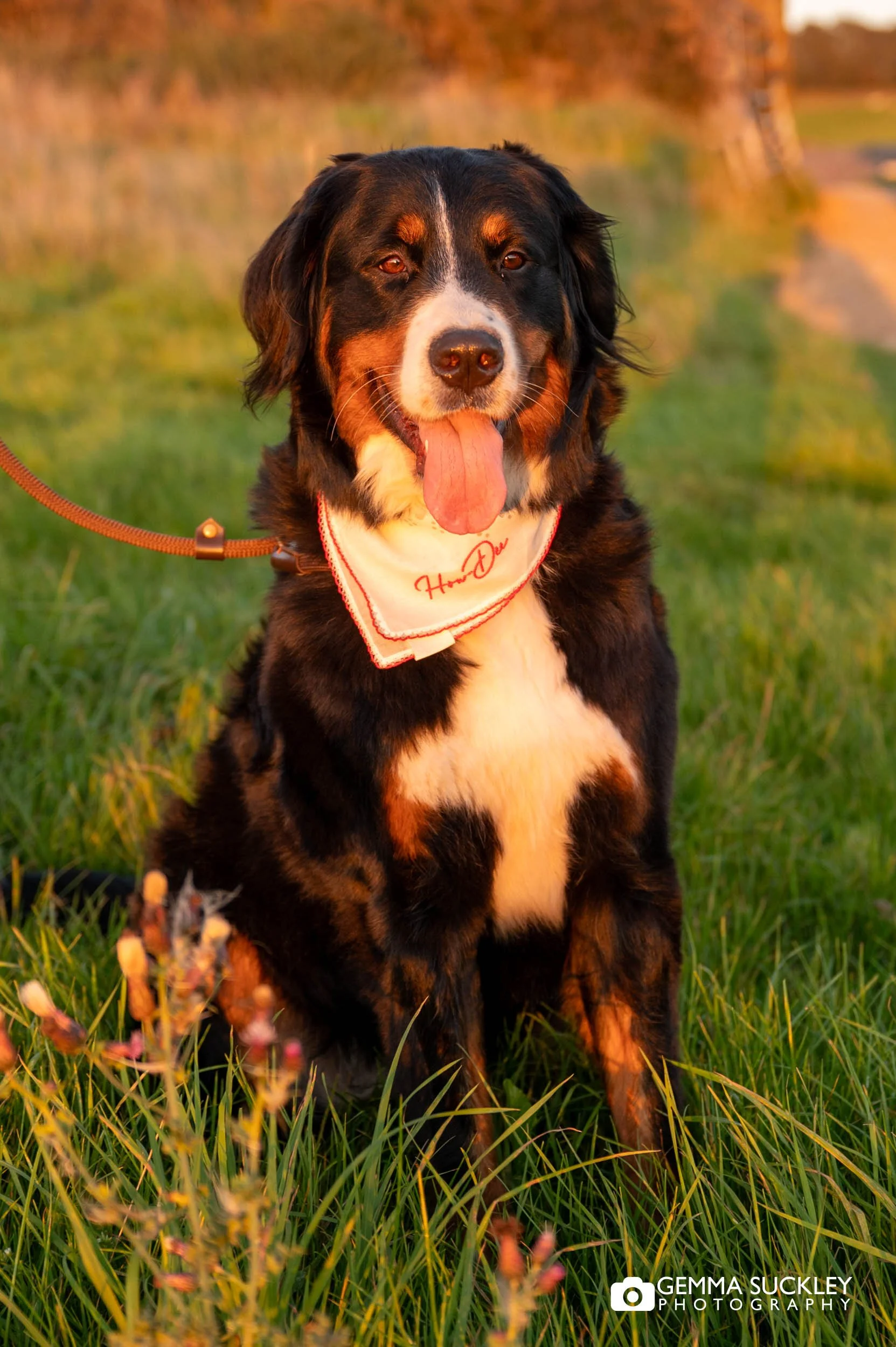 a dog portrait at sunset