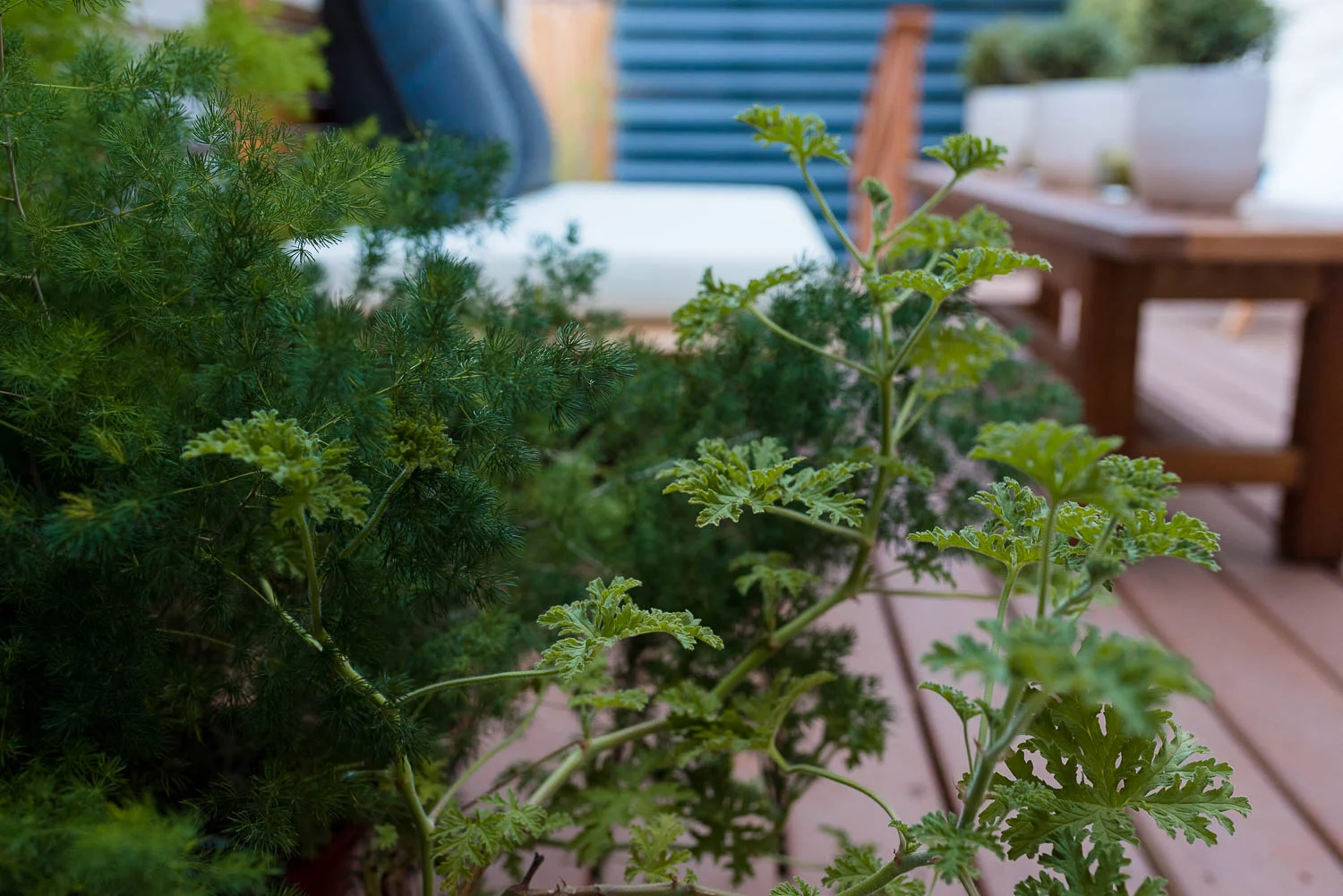 Our Patio Makeover (12 of 21).jpg