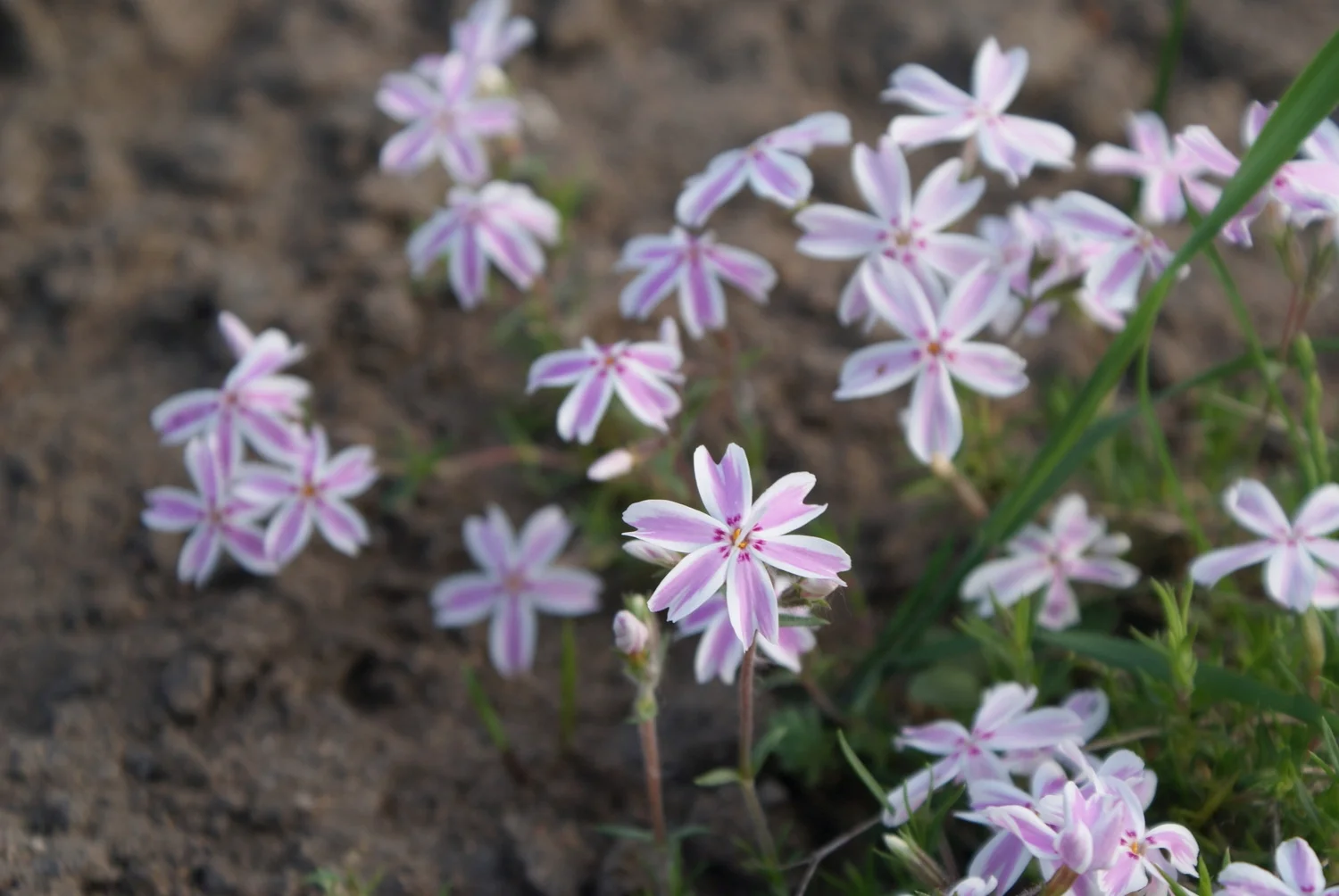 Phlox_subulata_in_Botanical_garden,_Minsk_1.jpg