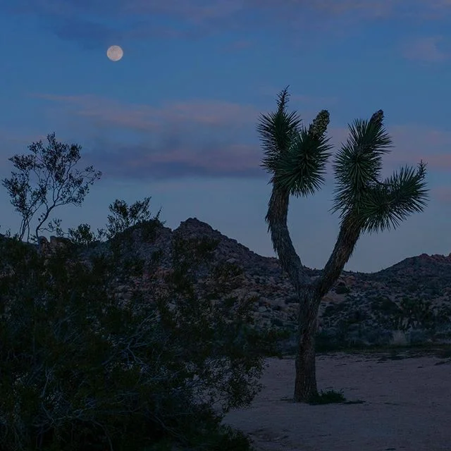 #joshuatree 20/3/19