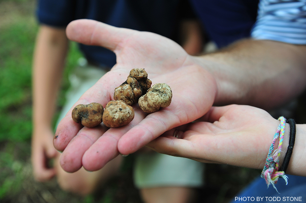 Pecan truffles (Tuber lyonii) are actually mushrooms that grow just underneath the ground along the roots of pecan trees 8 TRUFFLES.jpg