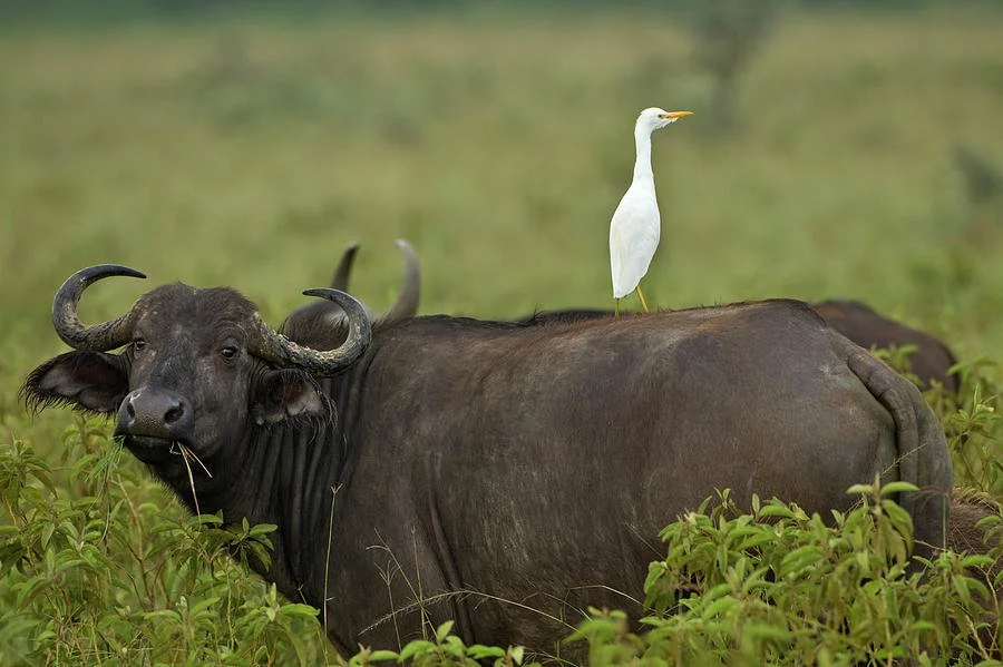 buffalo-with-cattle-egret-riding-on-back-adam-jones.jpg