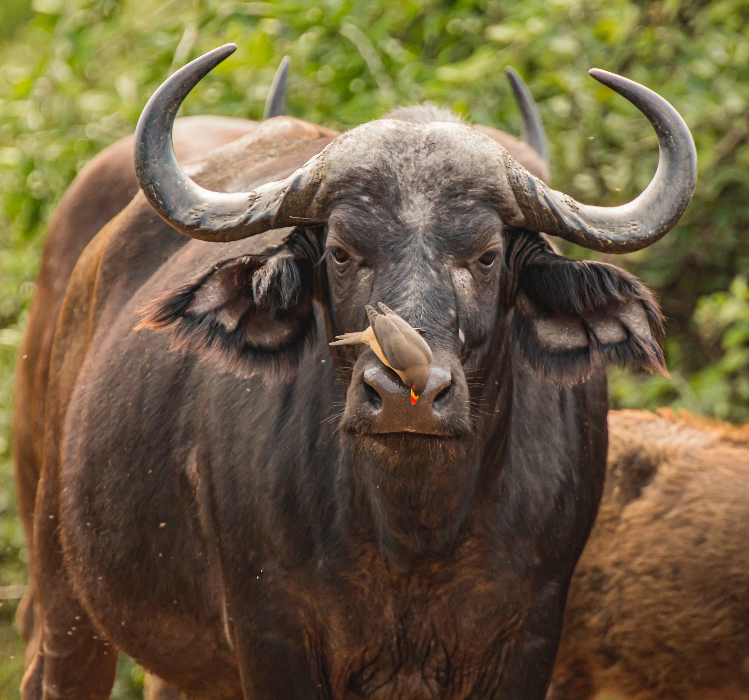 buffalo and oxpecker1.jpg
