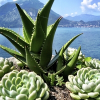Aloe vera