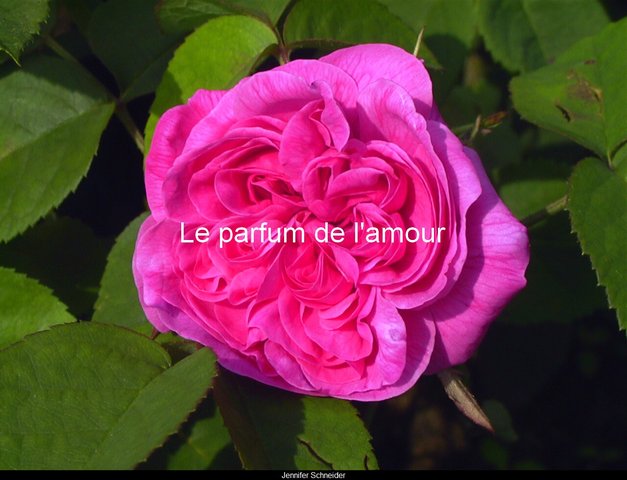 Rose de Damas