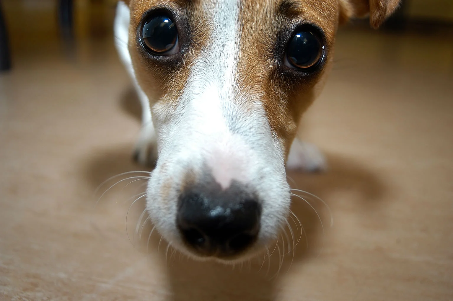 "dog" by University of Liverpool Faculty of Health and Life Sciences on Flickr