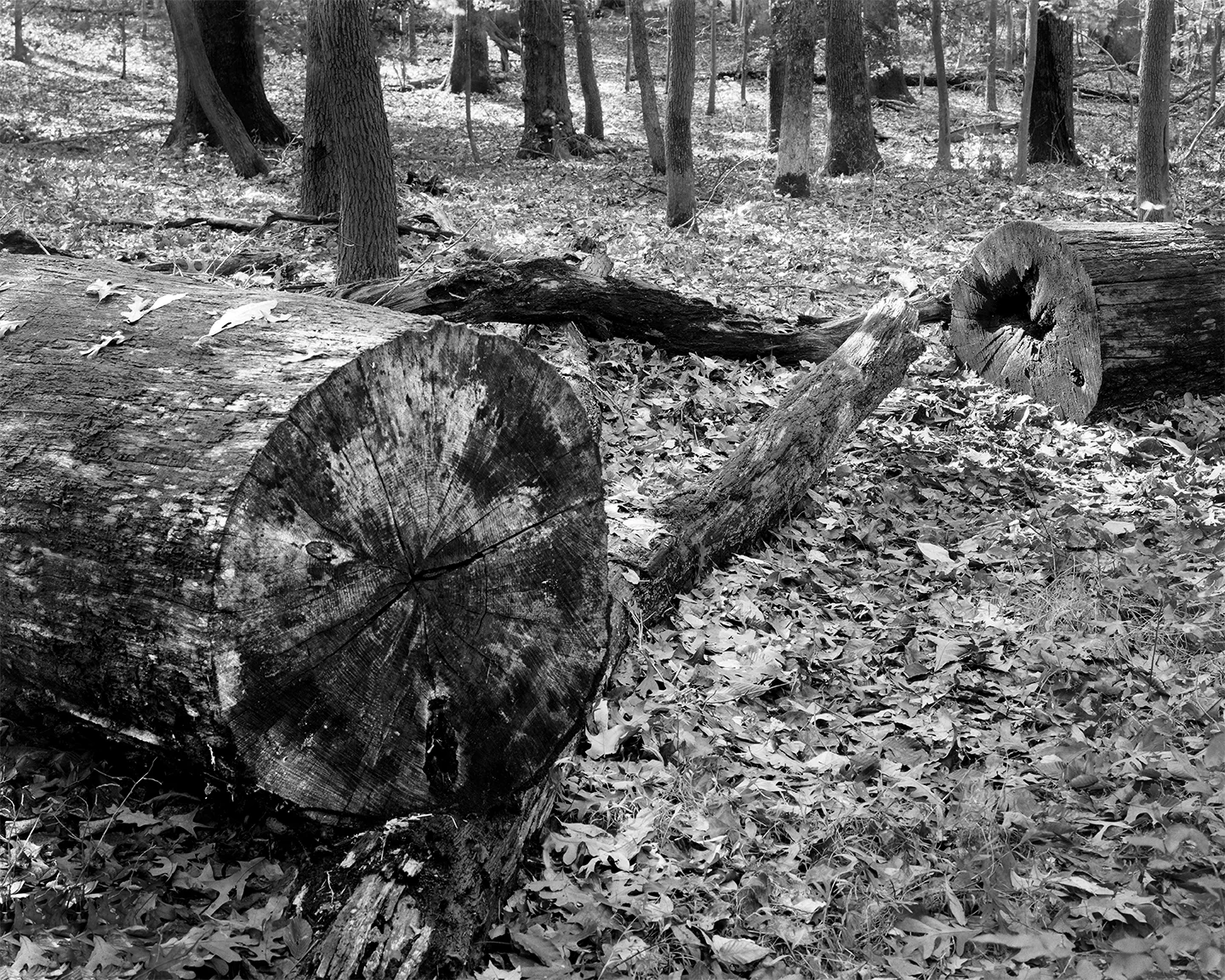Tree.jpg