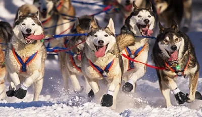 stuffyoushouldknow-podcasts-wp-content-uploads-sites-16-2016-03-iditarod_600x350.jpg