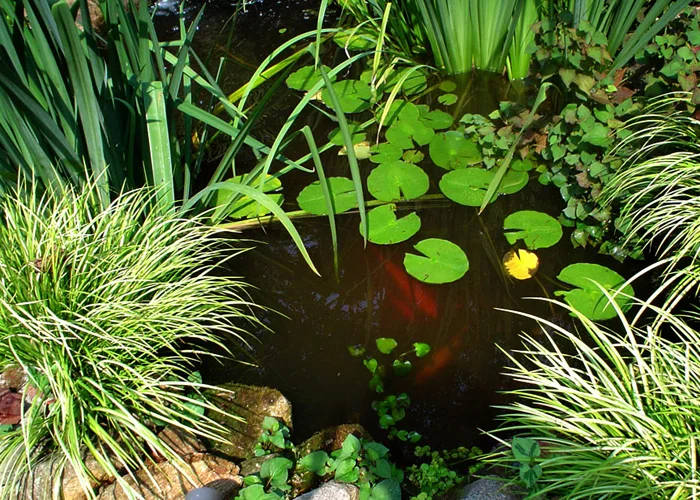 Tharpe Watergardens002.JPG