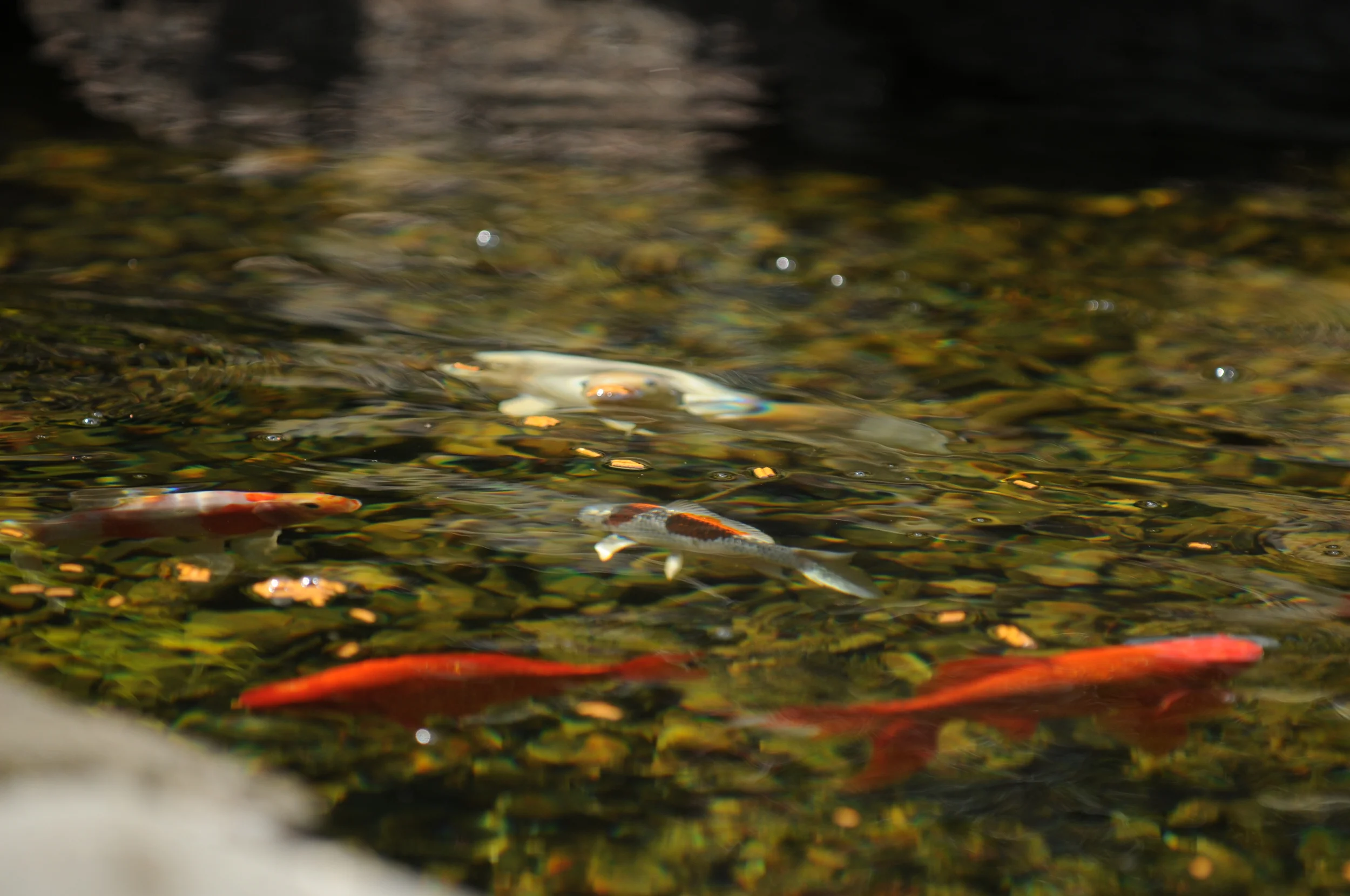 28 HM Howell 0911.JPG