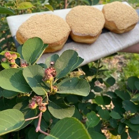 This summer beauty is bursting with Saskatoon Berry Whipped Topping inside a soft, vanilla fondant and graham cracker topped donut.  Summer has never looked so bright, as when this Alberta berry is paired with sunny adventures! Available starting Jul