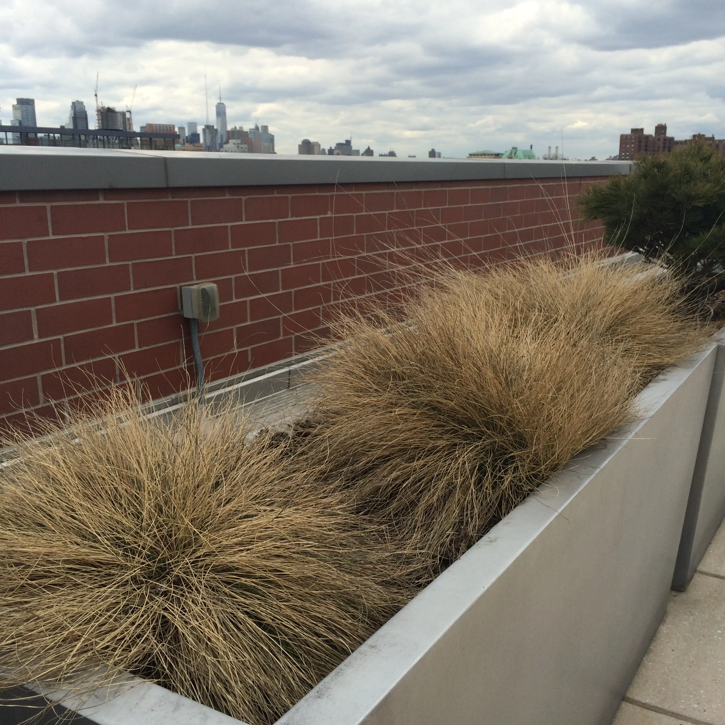 Spring Pruning: Blue Fescue Grass