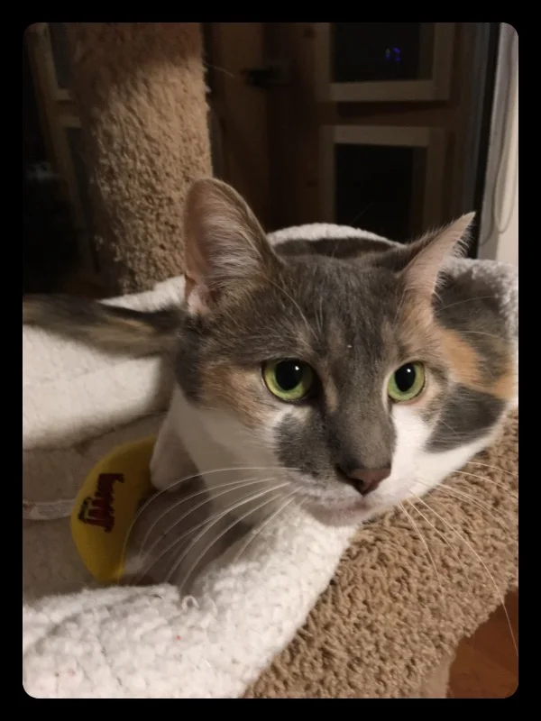 Sheena