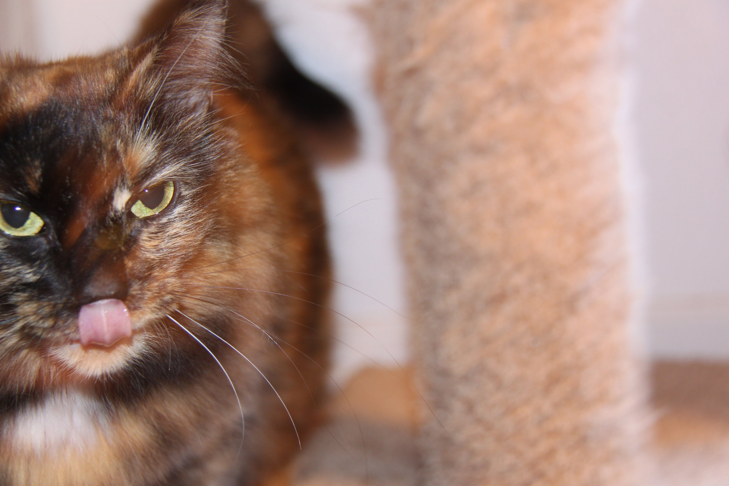 Gypsy, aka Pretty Girl.