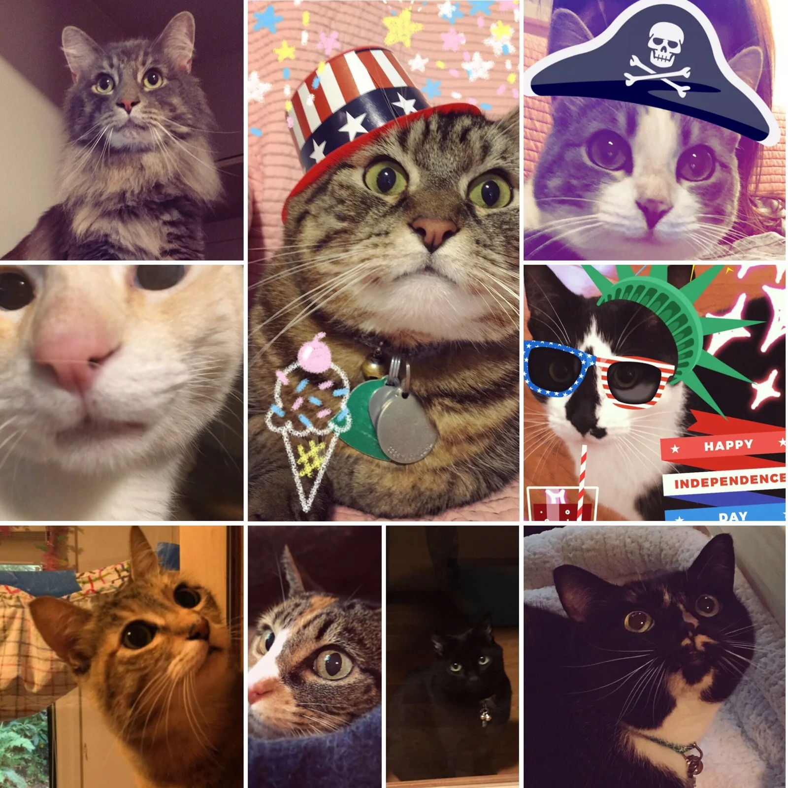 Summer Kitties 2017 pt 2