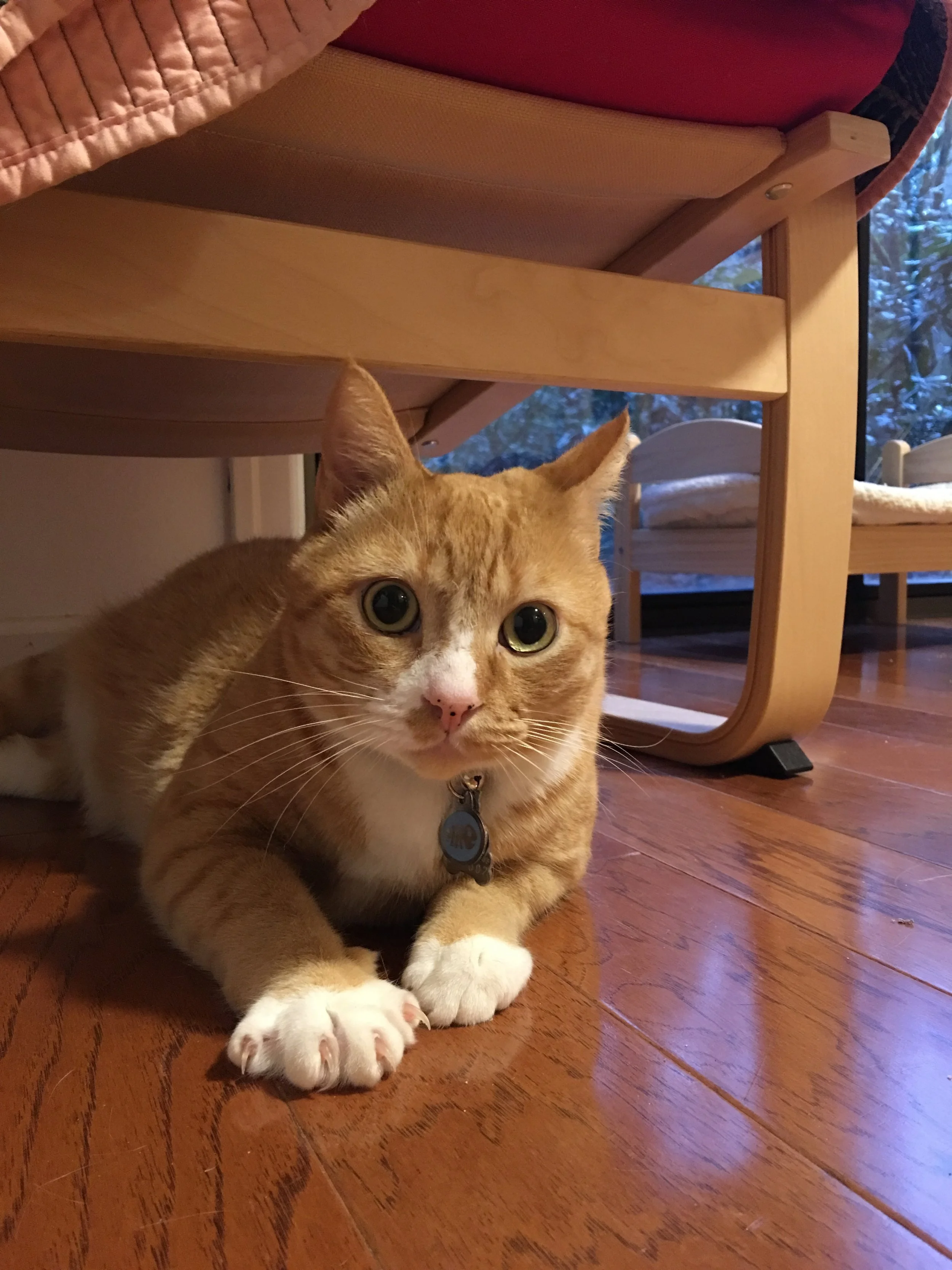 Fully equiped play room so each of my kitty guests can feel comfortable and at home.